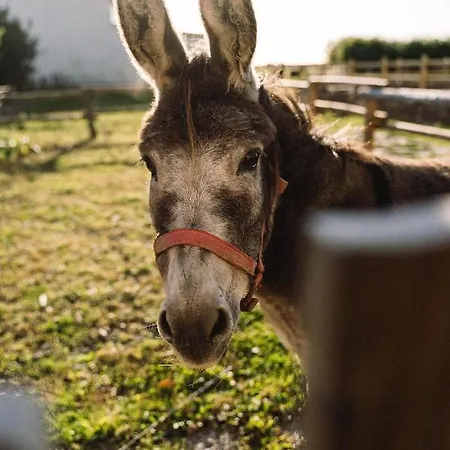 Ferienbauernhof Wulff - 