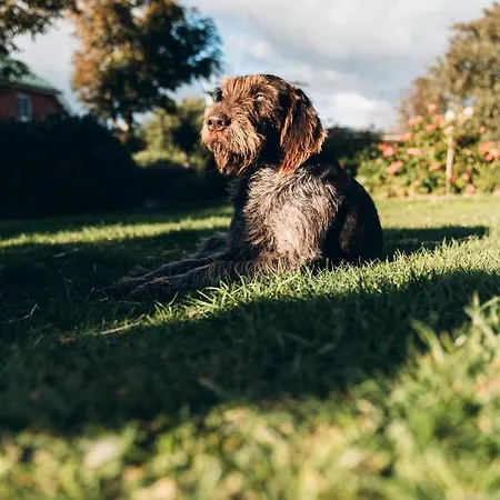 Daire Ferienbauernhof Wulff - 