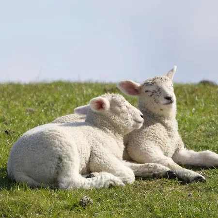 Ferienbauernhof Wulff - 